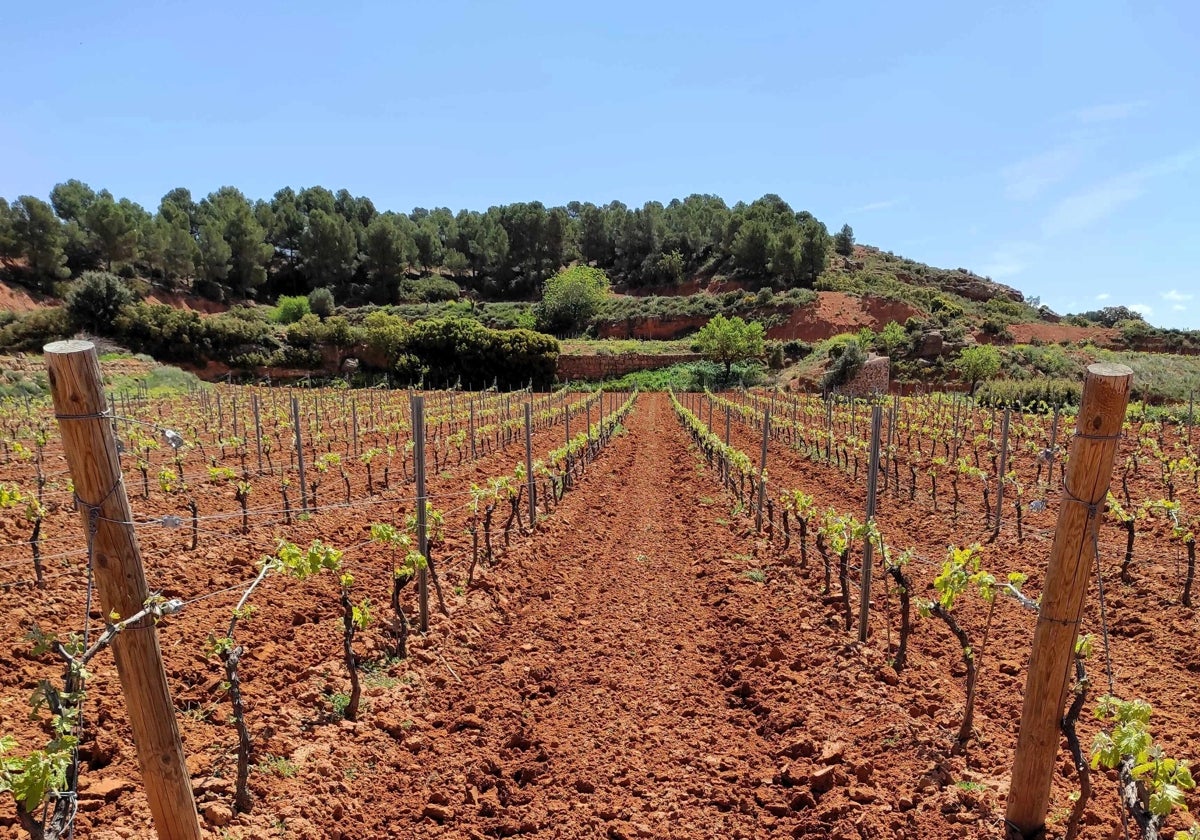 Viñas de riesling.