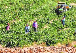 La población rural sube en los pequeños municipios vitivinícolas y baja en el resto