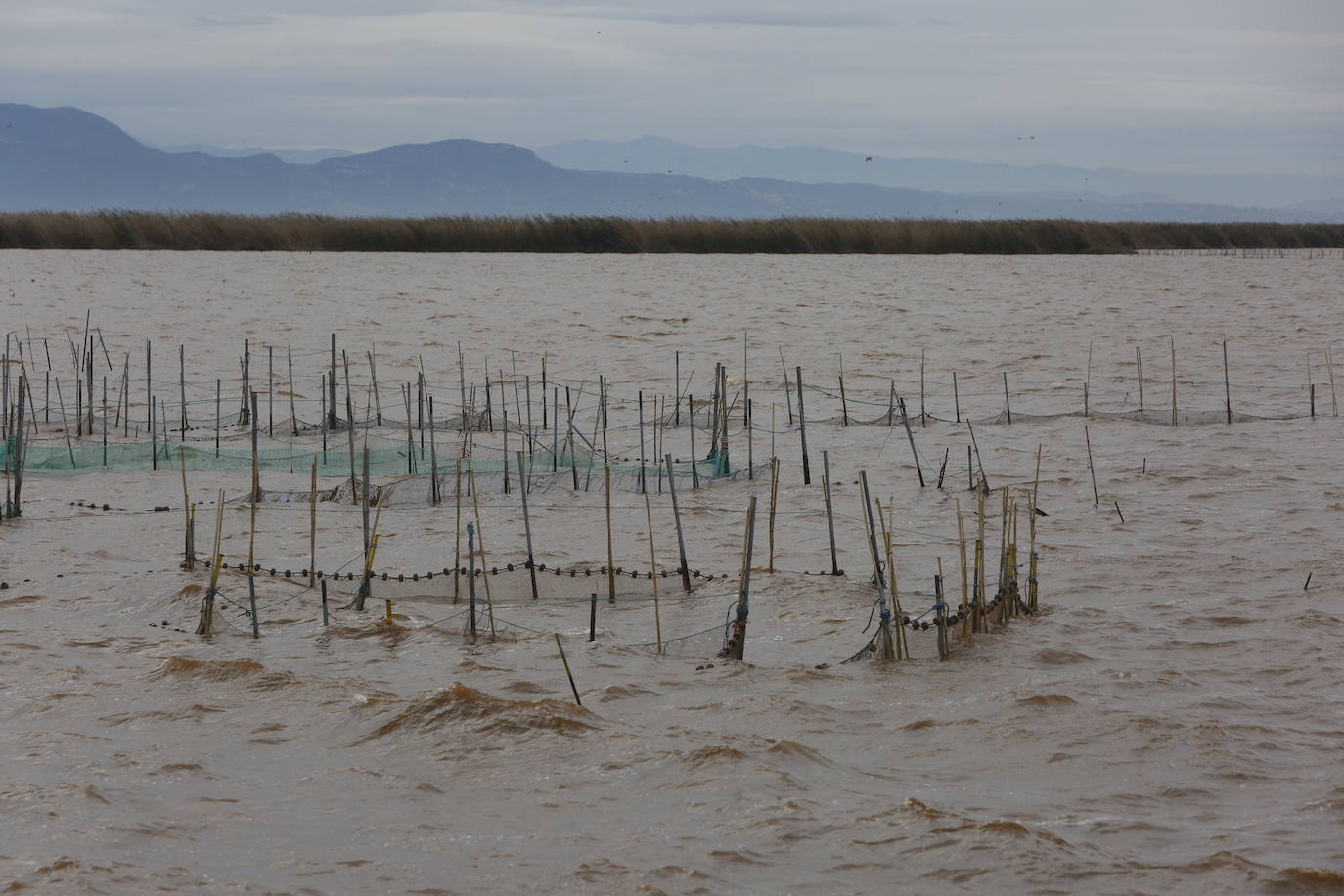 El agua de la Albufera sigue marrón