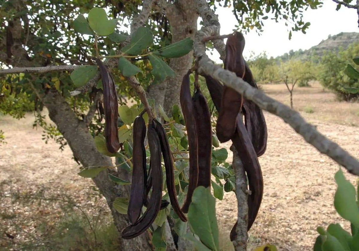 Algarrobas en un campo de una localidad castellonense.