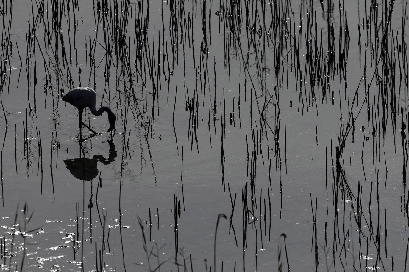 Miles de flamencos en la Albufera de Valencia