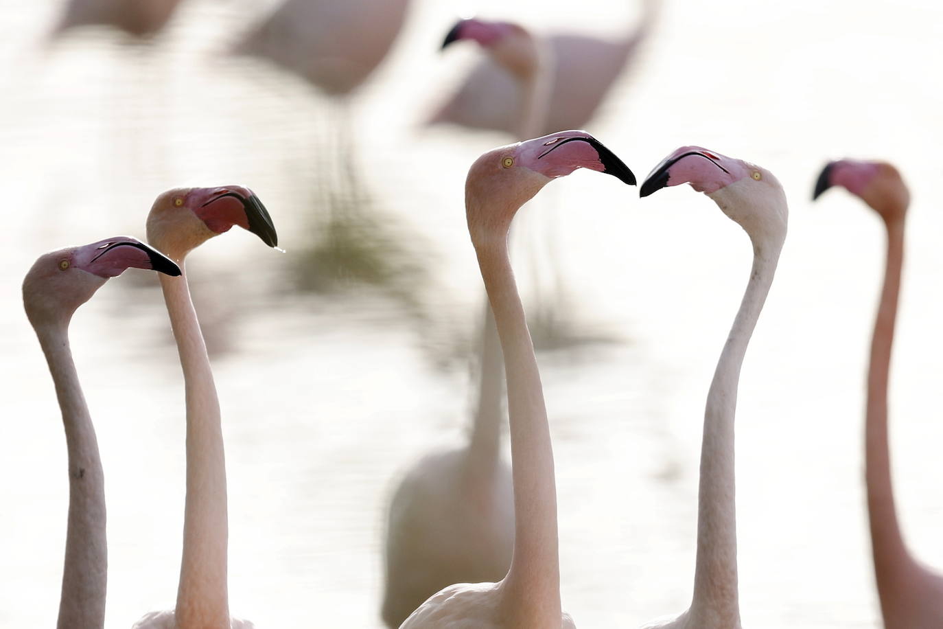 Miles de flamencos en la Albufera de Valencia