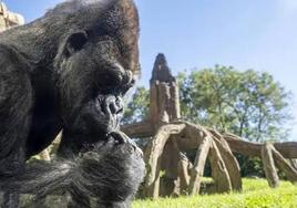 Gana una entrada doble para disfrutar de un día en Bioparc VALENCIA