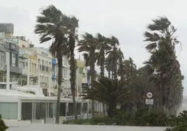 Rachas de viento muy fuertes soplando en el paseo de la Malvarrosa de Valencia.