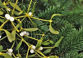 Un muérdago de Navidad en una imagen de archivo.