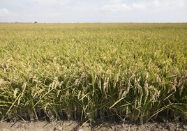 Victoria para el arroz valenciano: las exportaciones jugarán con las mismas reglas