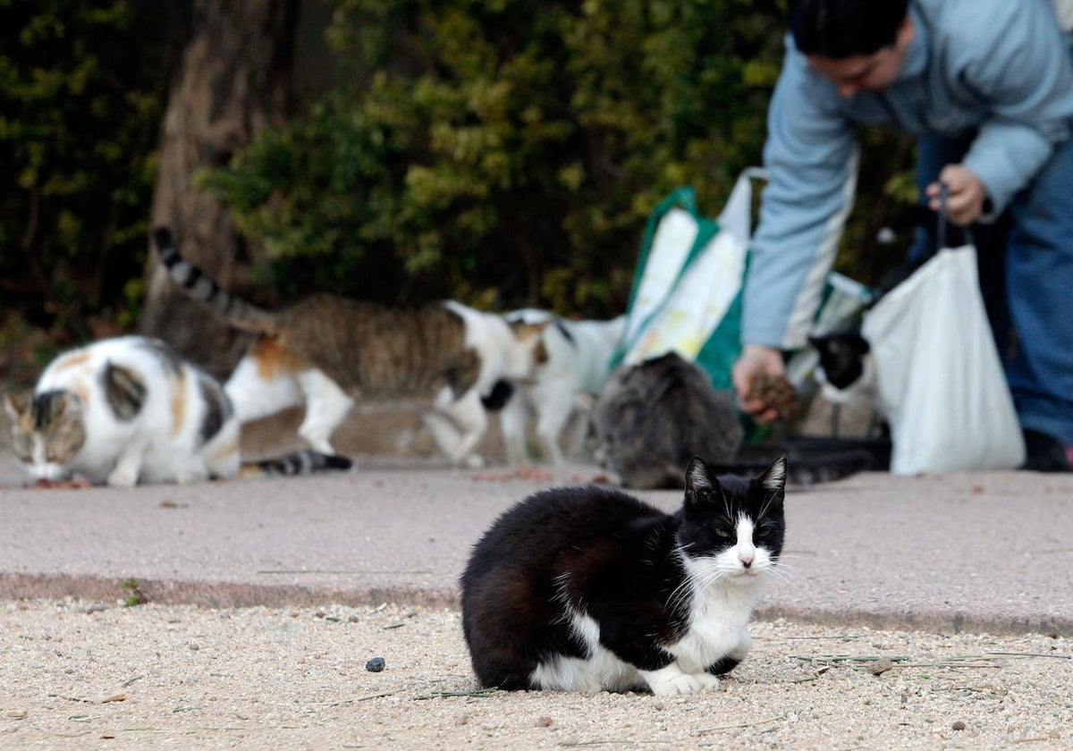 Un voluntario, en el fondo de la imagen, alimenta a los gatos de una colonia felina en Valencia.