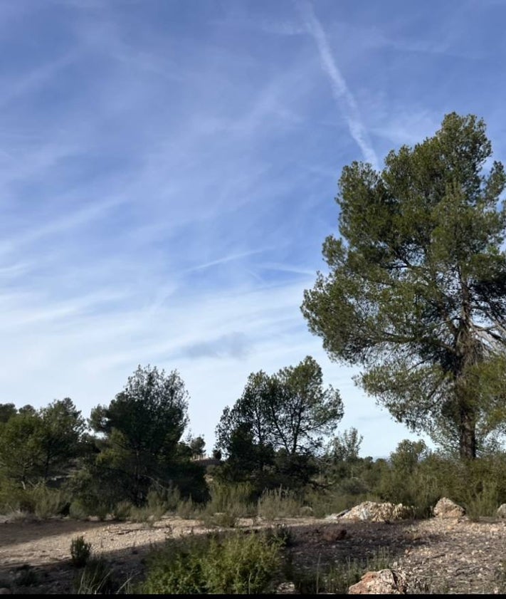 Imagen secundaria 2 - En el ascenso al mirador Peñas Blancas nos encontramos pinares, carrascos y otras especies como los madroños.