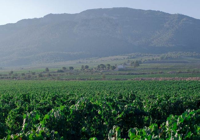 Viñedo a la sombra de la Sierra del Carche.