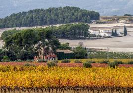 La diversidad del territorio, que depara un espectacular paisaje, forma parte de las fortalezas del sector; en la imagen, viñedos en Terres dels Alforins.