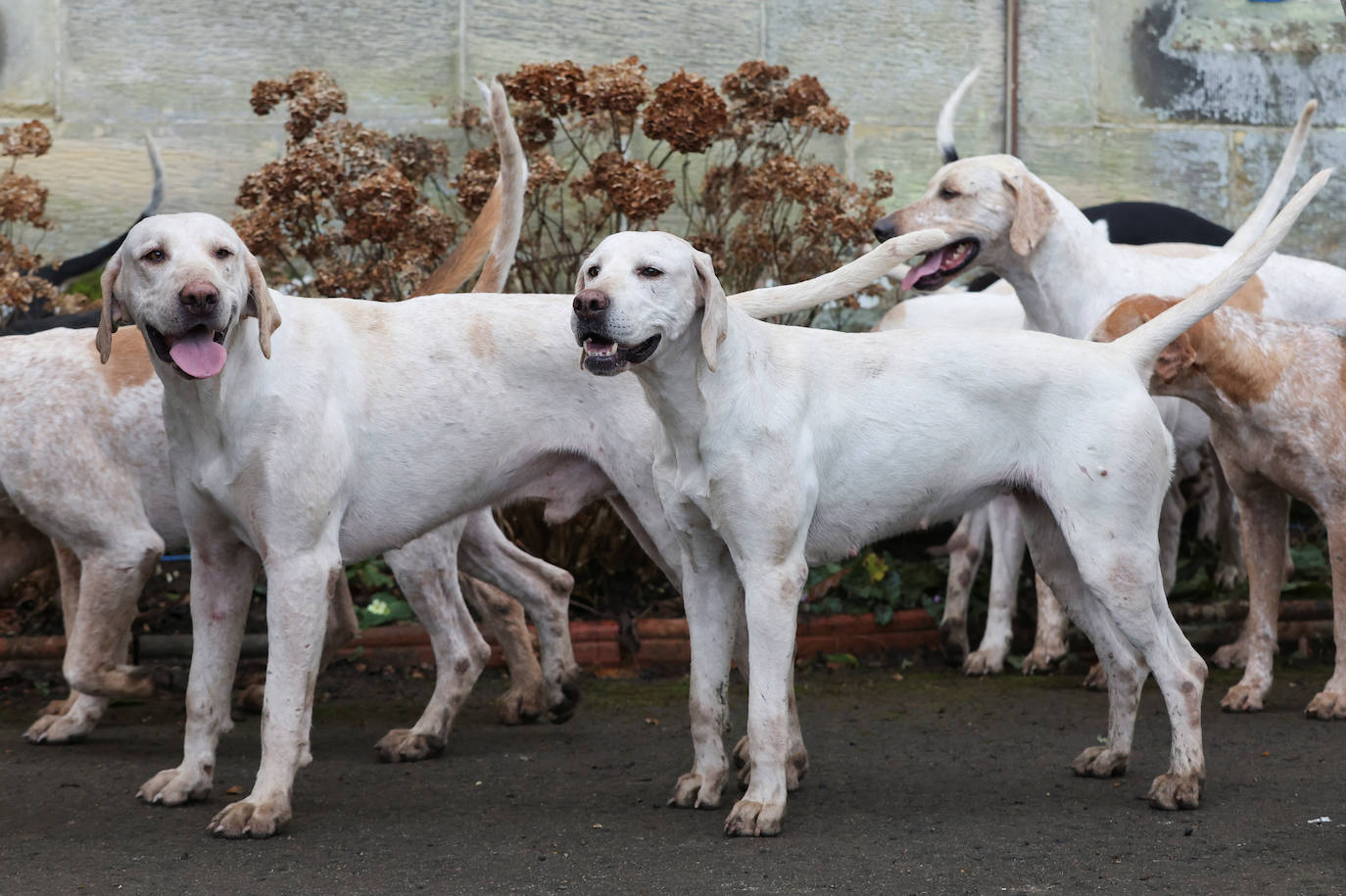 Reino Unido celebra el tradicional día de cacería Boxing Day