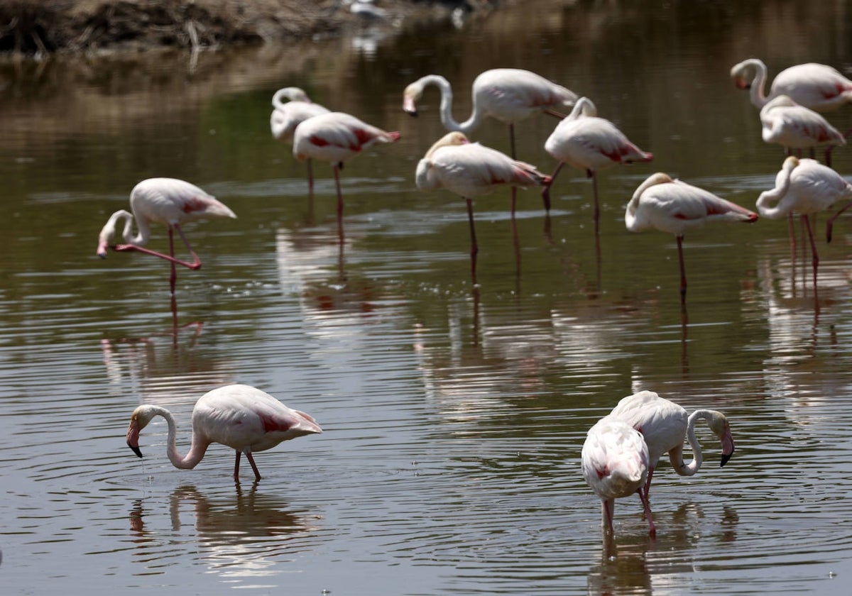 Unos flamencos en la Albufera.