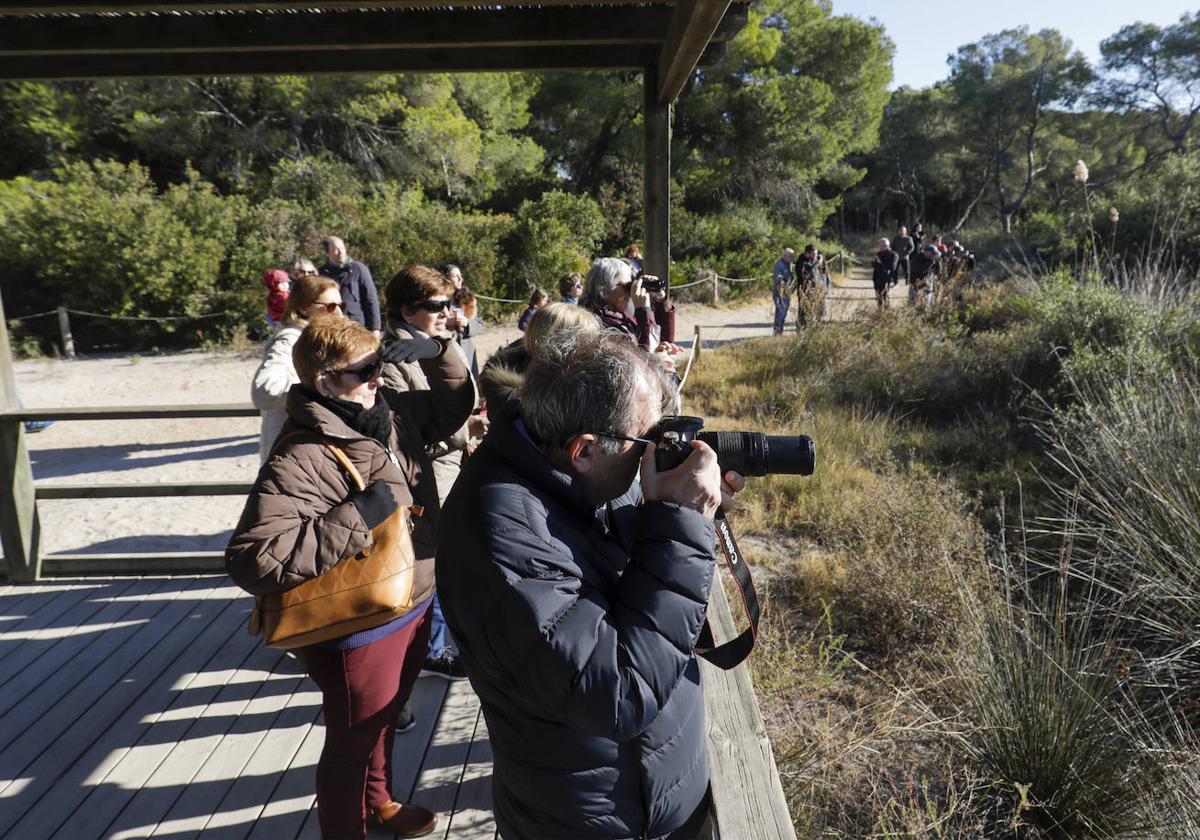 La Albufera se llena de visitantes para ver a los flamencos