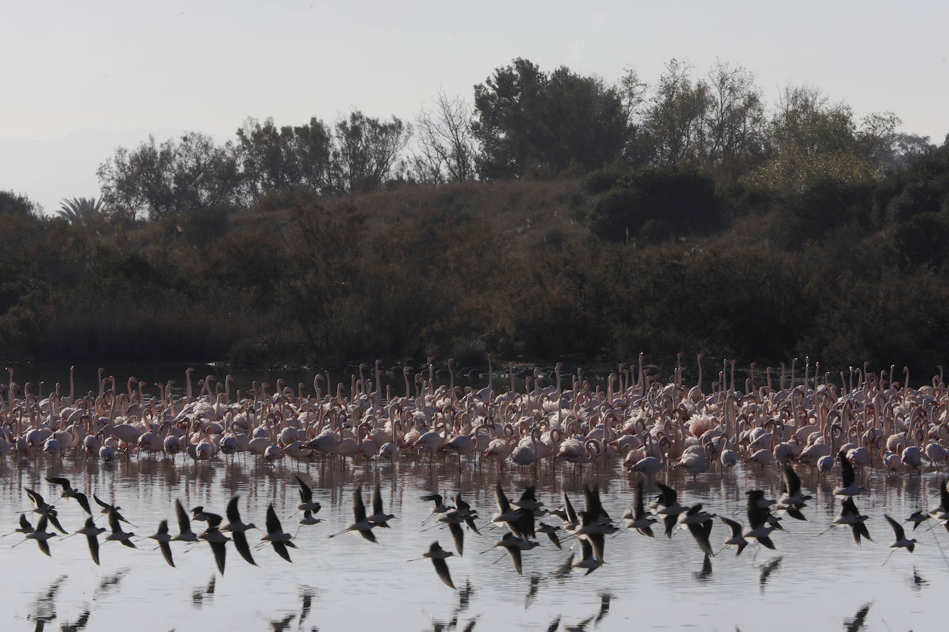 La Albufera se llena de visitantes para ver a los flamencos