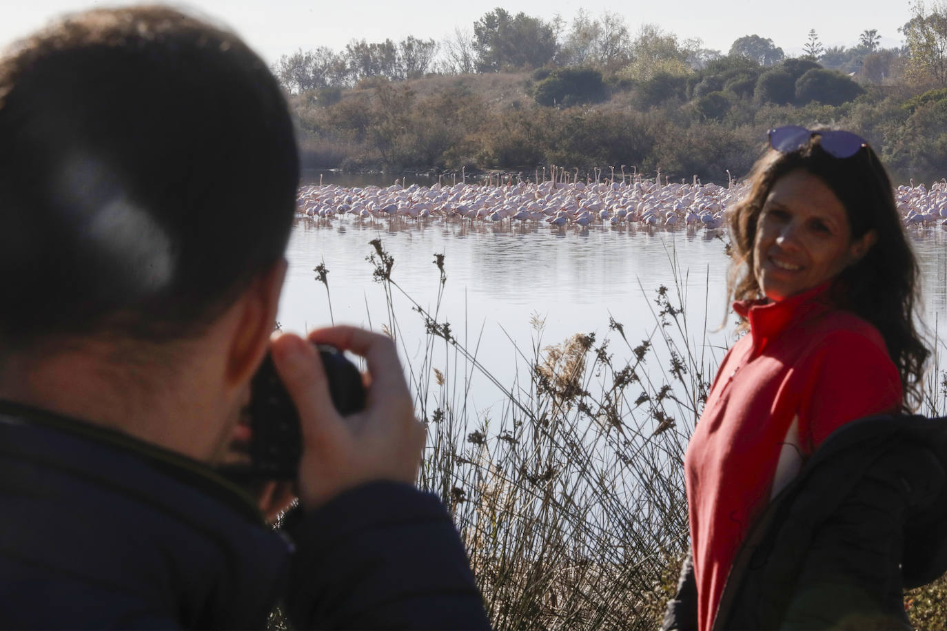 La Albufera se llena de visitantes para ver a los flamencos