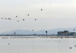 Flamencos en el Perellonet.