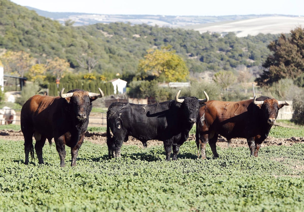 Ejemplares de toro de lidia.