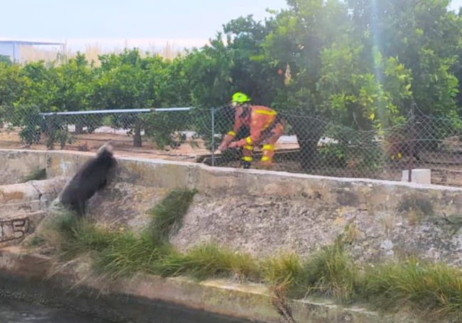 Instante en el que un bombero logra sacar al animal del agua.