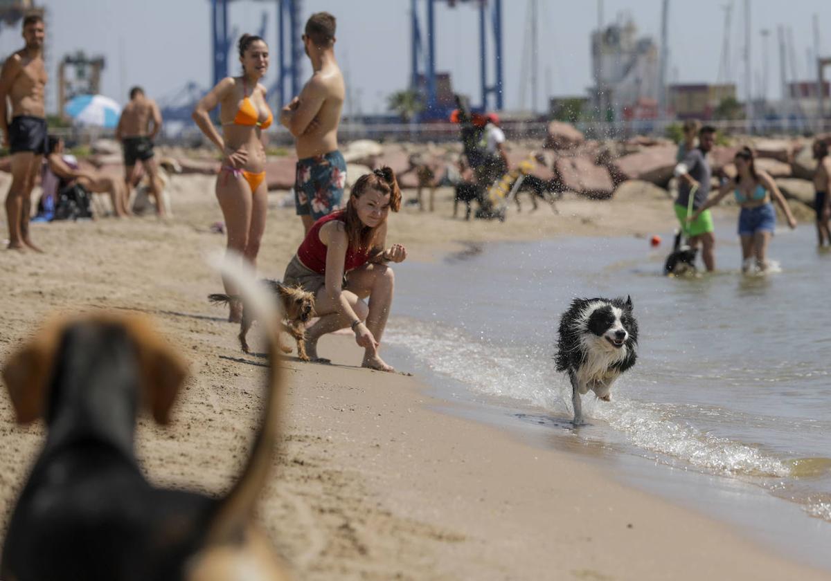 Una turista juega con su perro en la playa.