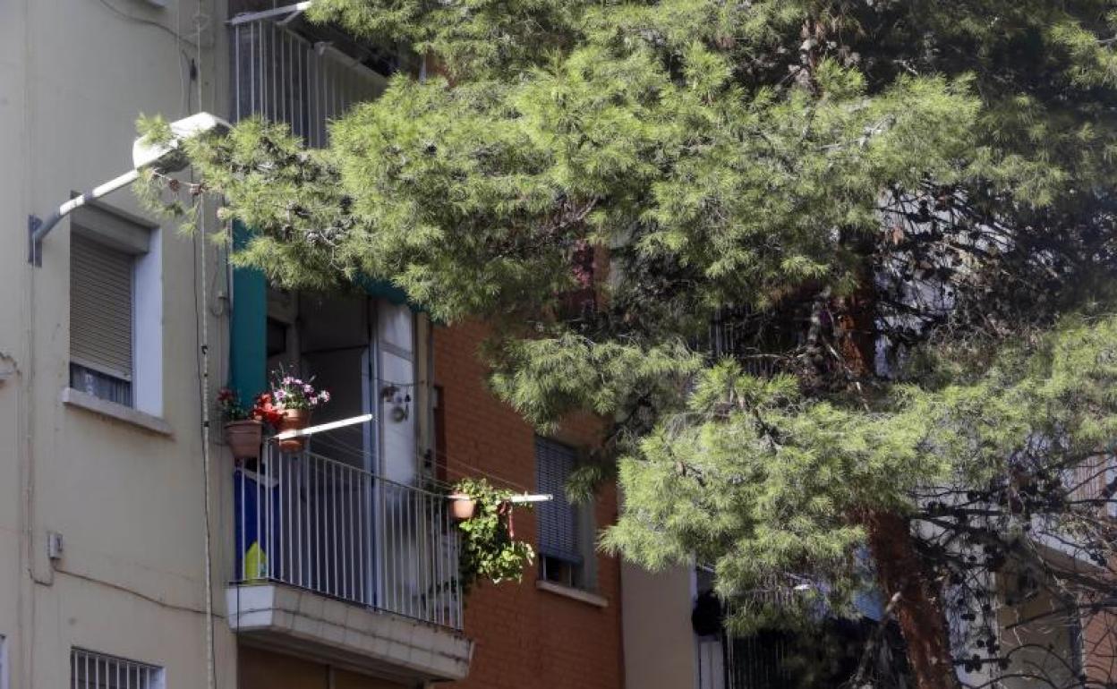 Árboles cerca de las ventanas en el barrio de la Fuensanta, donde protestan por la presencia de roedores.