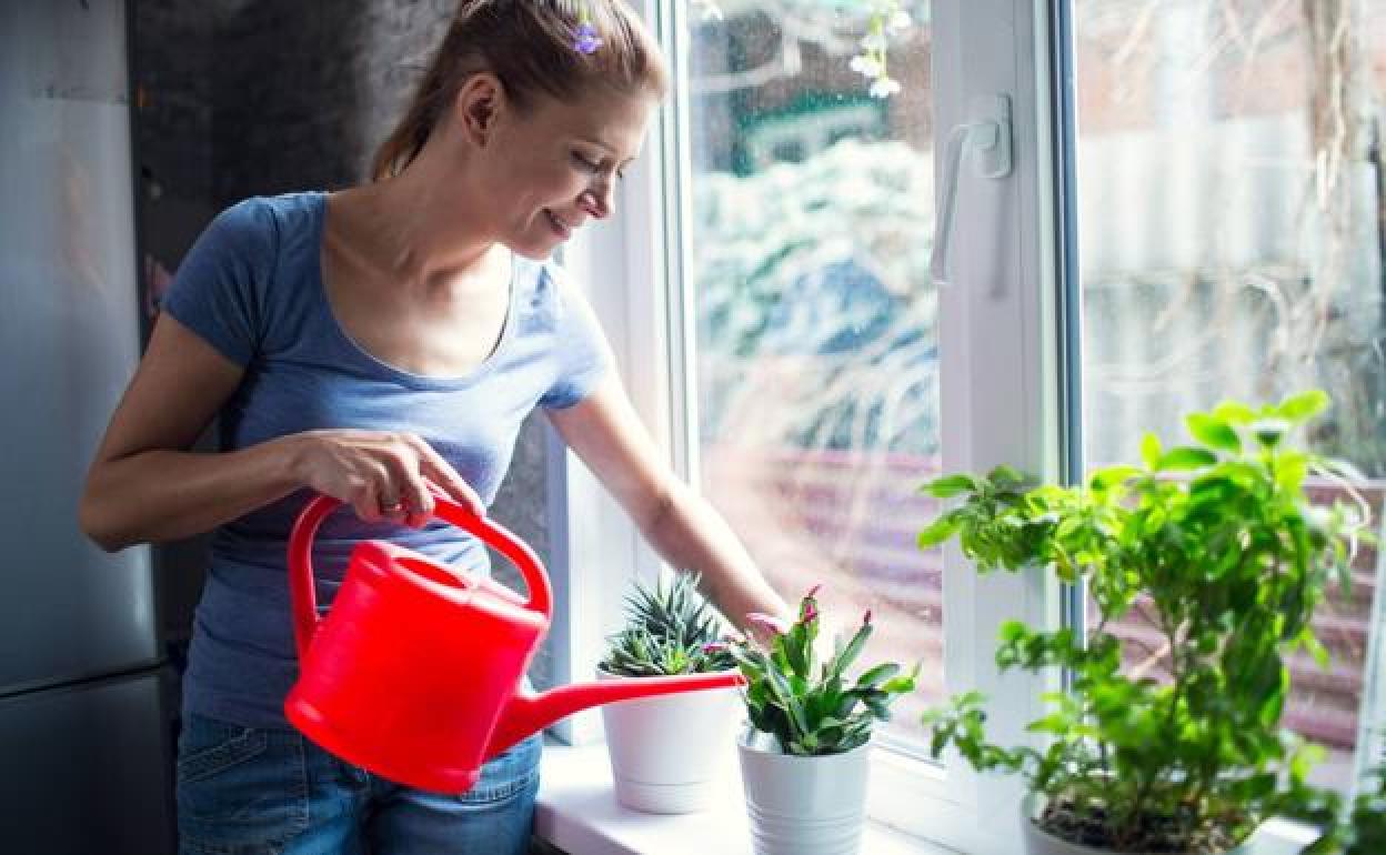 Cómo cuidar las plantas trepadoras o lianas