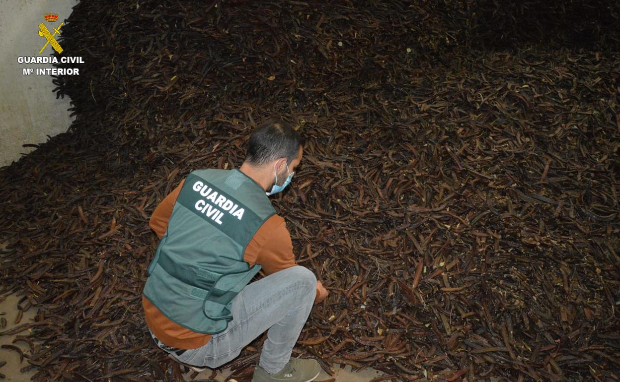 Un agente con la algarroba encontrada en los almacenes. 