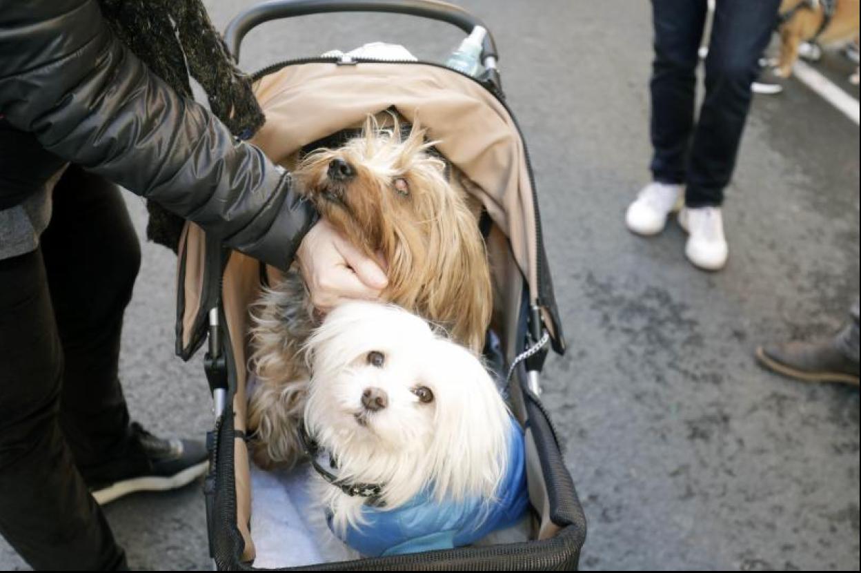 Bendicion de los animales en la fiesta de Sant Antoni del Porquet. 