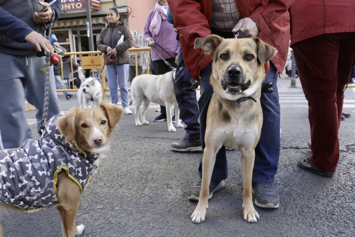 Cientos de personas se han acercado hasta la calle Sagunto en Valencia para bendecir a sus animales en honor al patrón, San Antonio Abad