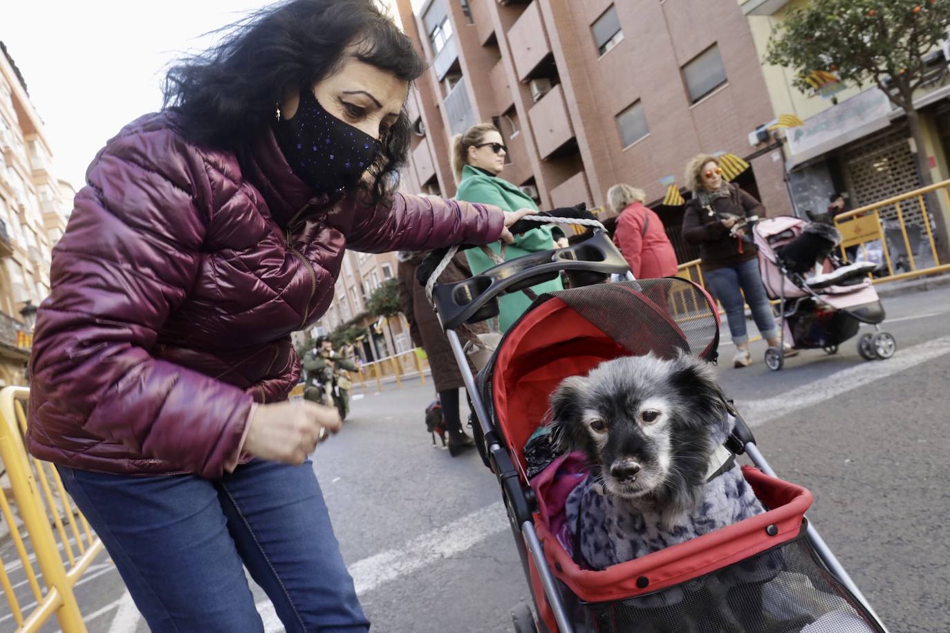 Cientos de personas se han acercado hasta la calle Sagunto en Valencia para bendecir a sus animales en honor al patrón, San Antonio Abad