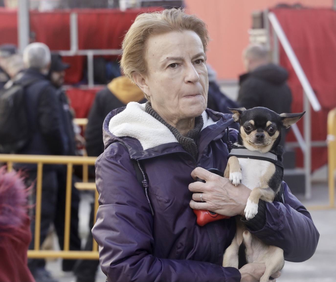 Cientos de personas se han acercado hasta la calle Sagunto en Valencia para bendecir a sus animales en honor al patrón, San Antonio Abad