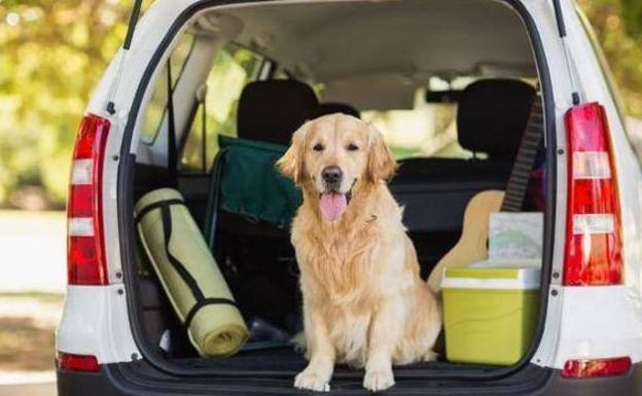Cómo hay que viajar con perros en coche según la DGT