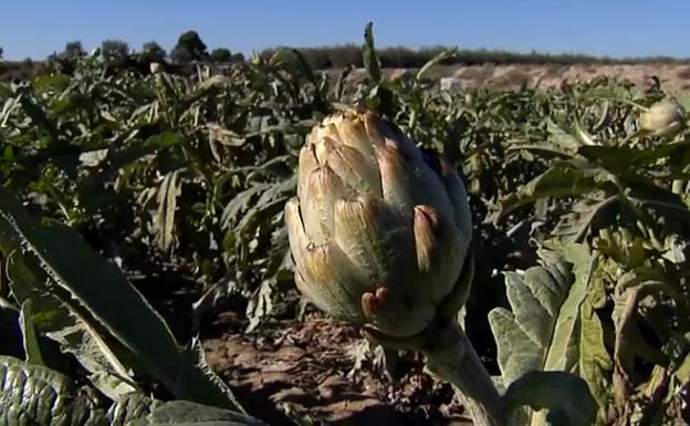 Alcachofa | La 'helada negra' arruina la cosecha de alcachofa