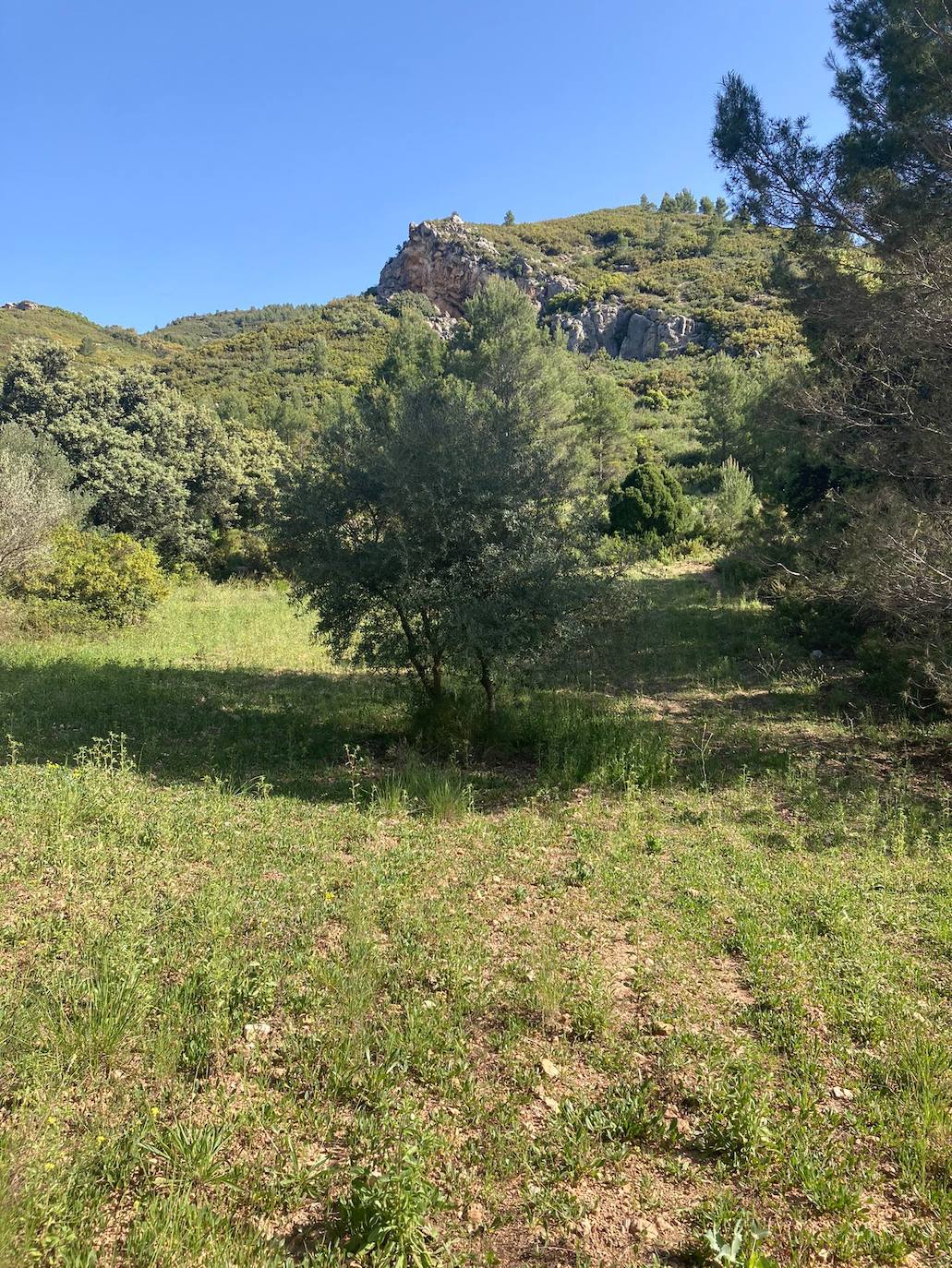 Fotos: El mayor parque solar de la Comunitat, paralizado