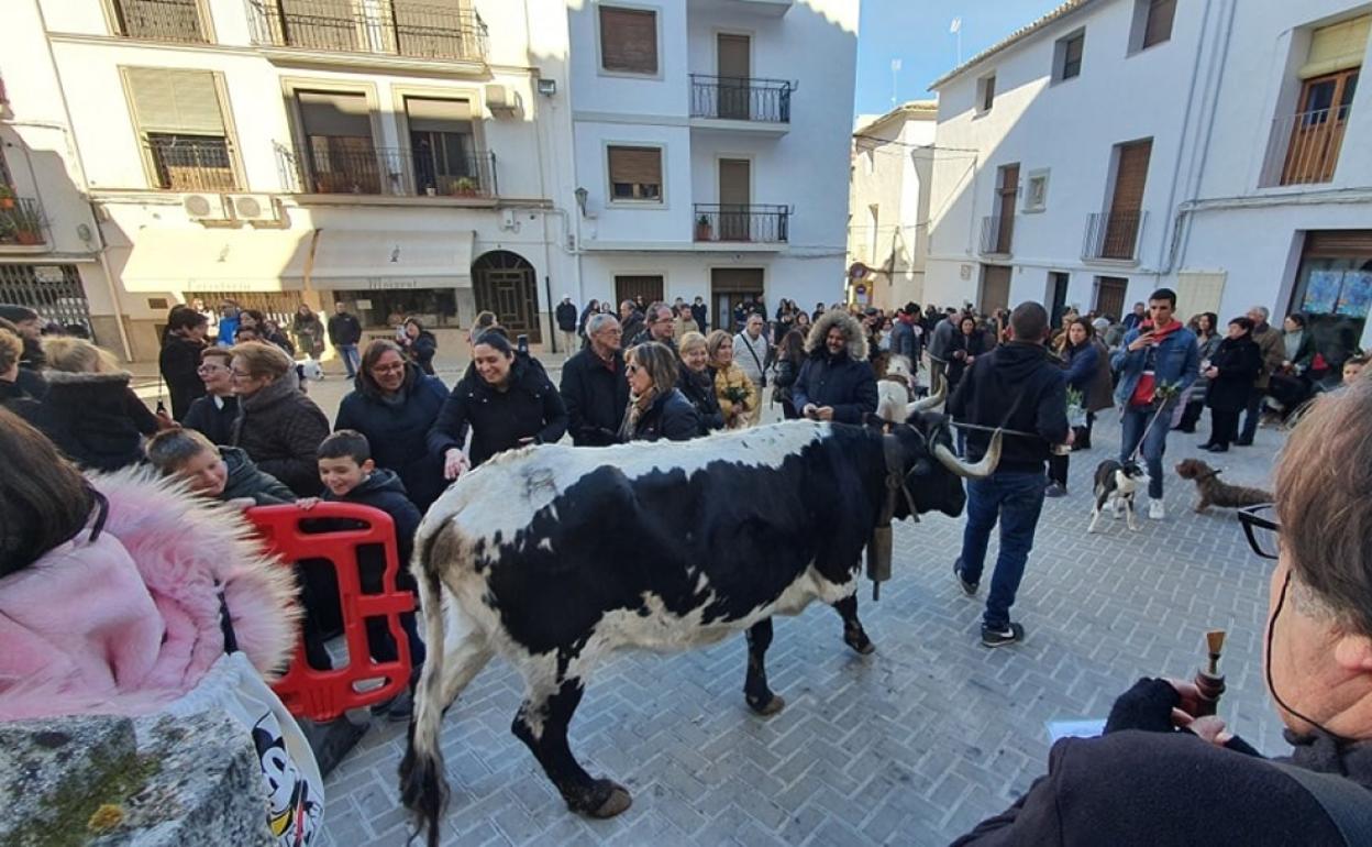 Bendición de animales en las fiestas de Moixent. 