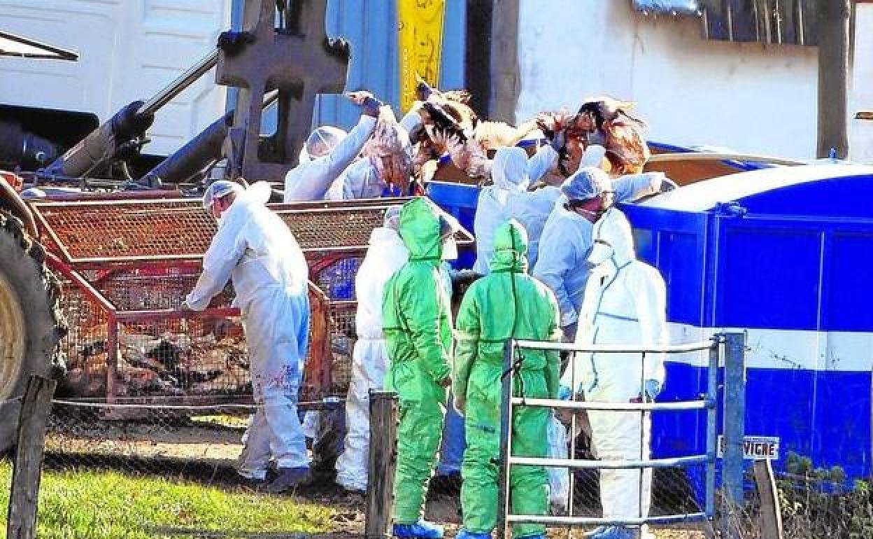 Aves muertas por gripe aviar son retiradas por operarios en una granja francesa el pasado mes de junio