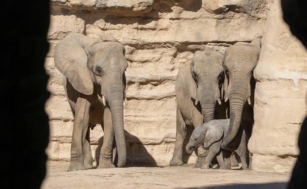 Imagen principal - Bioparc cumple 15 años de amor por la naturaleza en Valencia