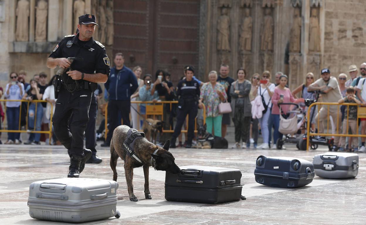 Exhibicion de perros policía. 