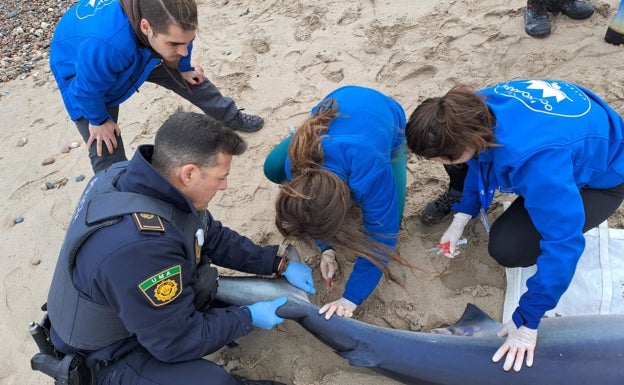 Los veterinarios proceden a realizar la eutanasia para que el animal no sufriera. 