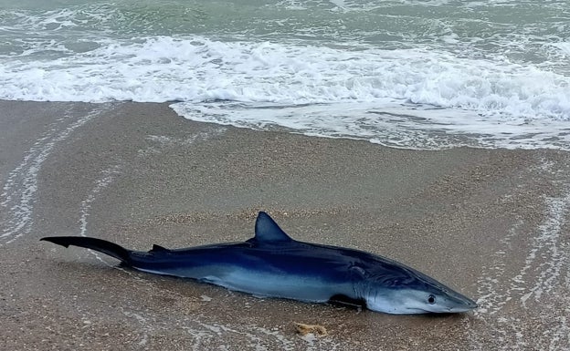 El tiburón varado en El Saler. 