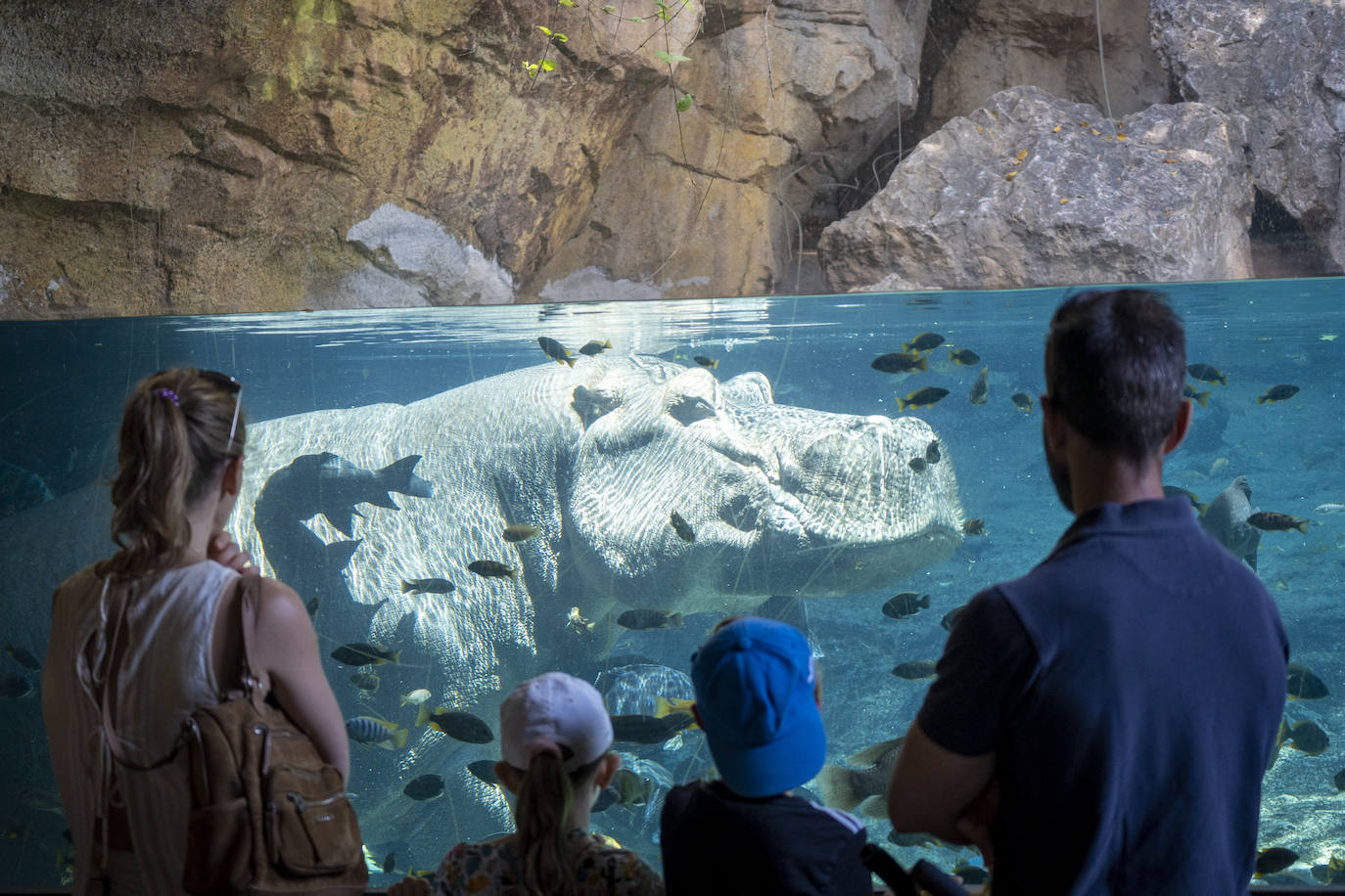 Fotos: Así es la casa de los hipopótamos del Bioparc