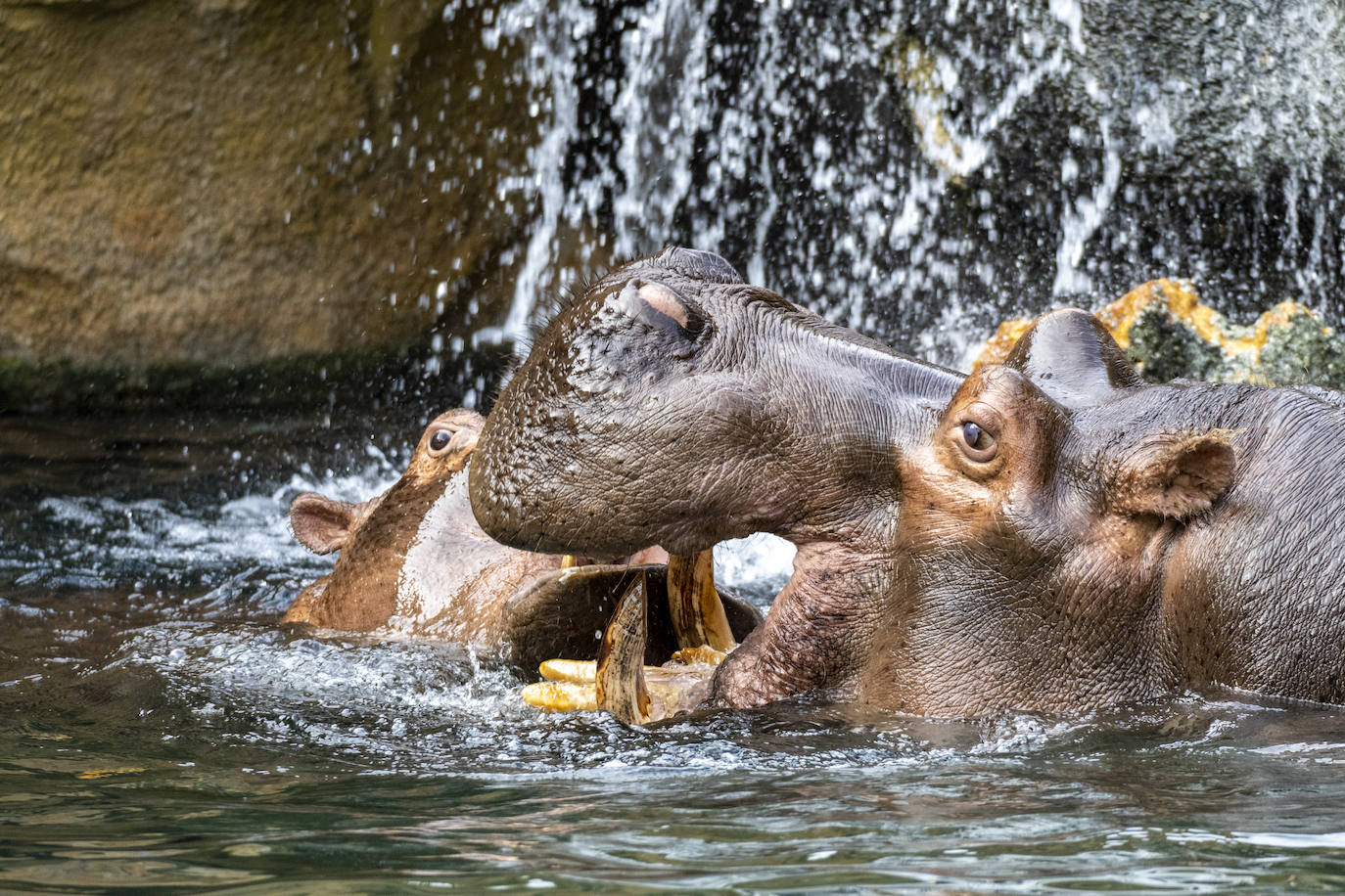 Fotos: Así es la casa de los hipopótamos del Bioparc