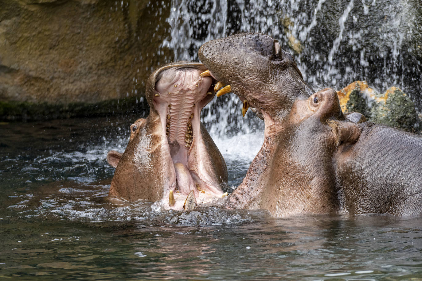 Fotos: Así es la casa de los hipopótamos del Bioparc