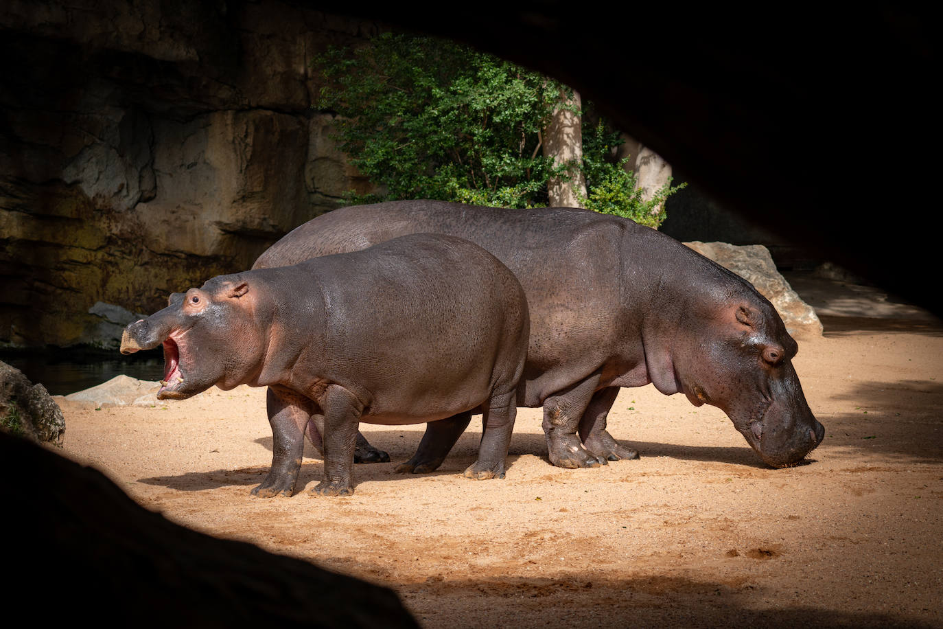 Fotos: Así es la casa de los hipopótamos del Bioparc