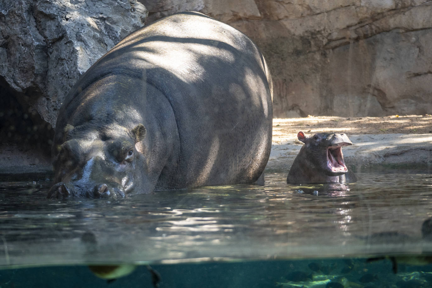 Fotos: Así es la casa de los hipopótamos del Bioparc