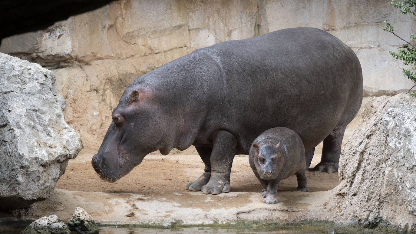 Fotos: Así es la casa de los hipopótamos del Bioparc