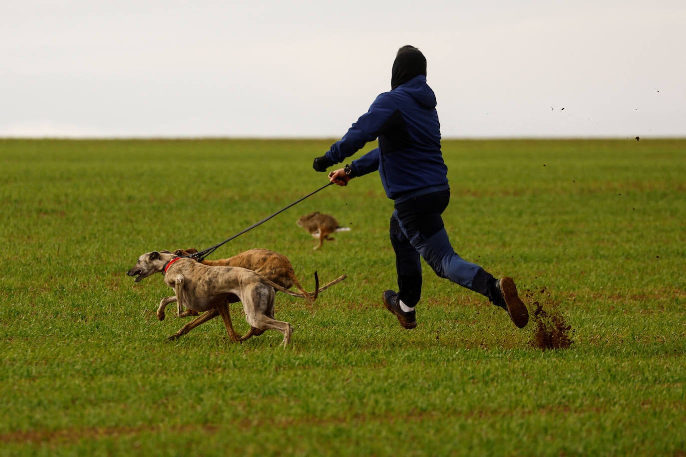 Galgos en el campo. 