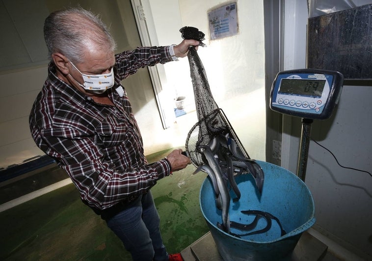 El presidente de la comunidad de pescadores, Pep Caballer, en un vivero de anguilas.