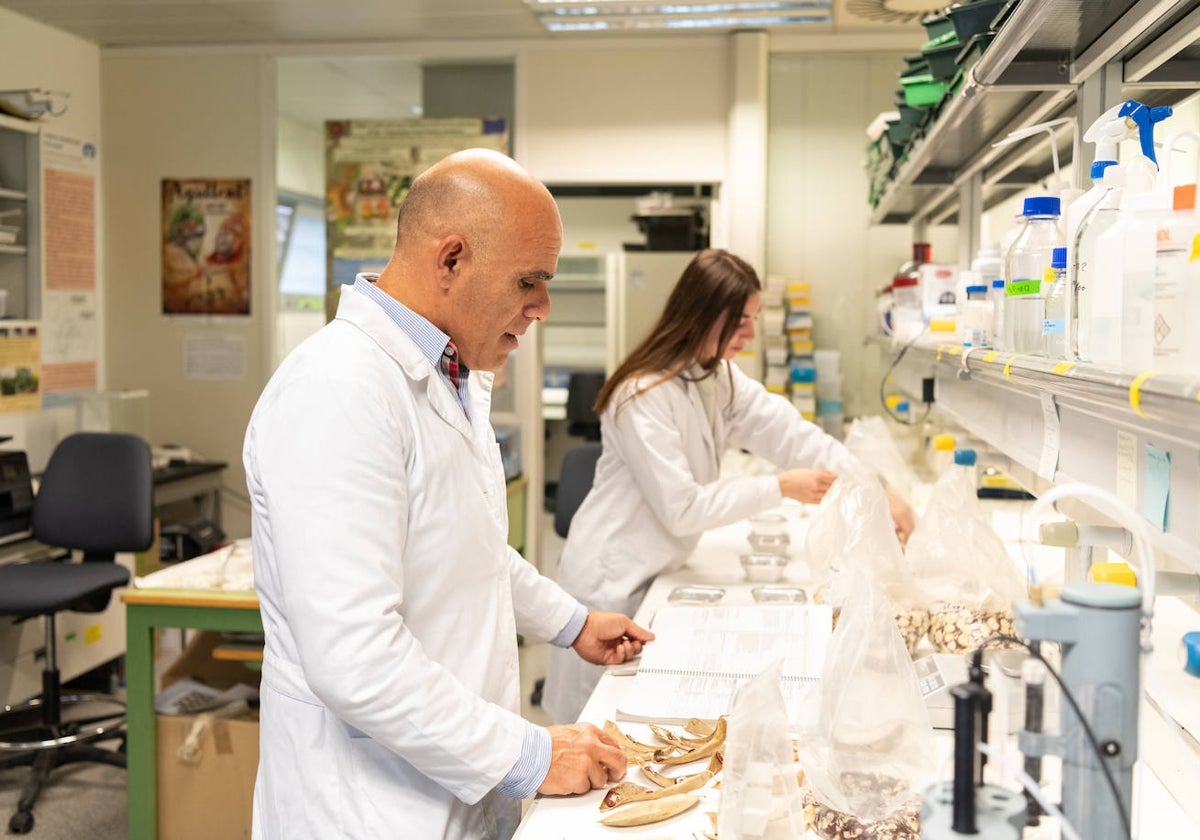 Investigadores del COMAV trabajando con el garrofó.