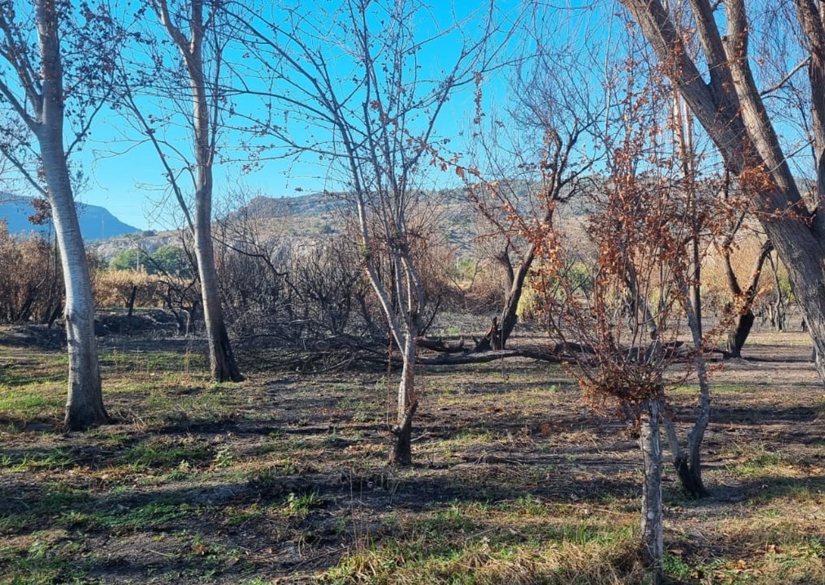 Imagen secundaria 1 - Dos meses sin actuaciones tras el incendio en l&#039;Alqueria del Duc de Gandia