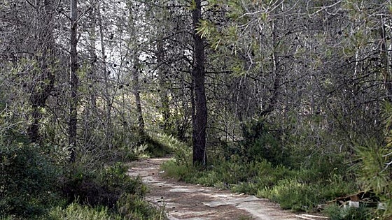 Enguera, el municipio que más ayudas recibe para prevención de incendios y gestión forestal